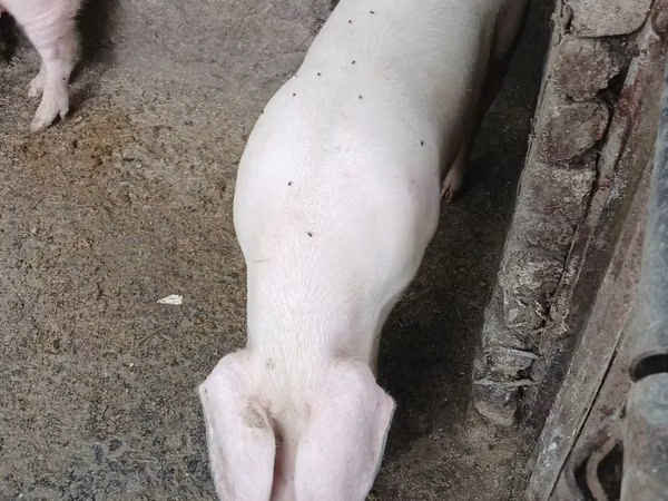 Säue, Schweine — Republik Moldau