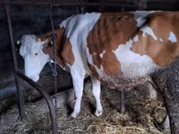 Kuh, Russian Black pied cattle — Foto 5