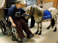 घोड़ा, Miniature horse — फ़ोटो 8