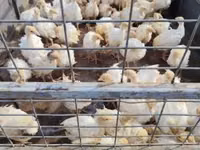 Turkeys — 2-rasm