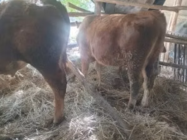 Bull, Limousin cow