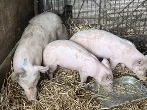Eber, Schweine