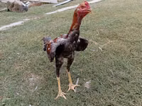 Chickens — 3-rasm