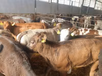Taureau, Simmental cattle — photo 7