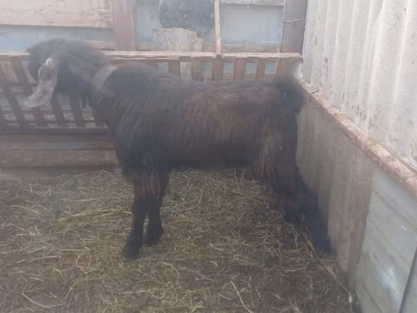 Billy Goat, Goats