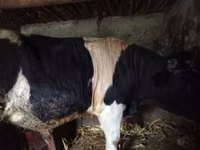 Bulle, Russian Black pied cattle — Foto 3