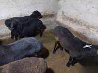 公羊, Sheep — 照片 6