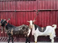 Ziegenbock, Kamori goats — Foto 2