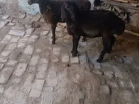 تيس, الماعز — الصورة 2
