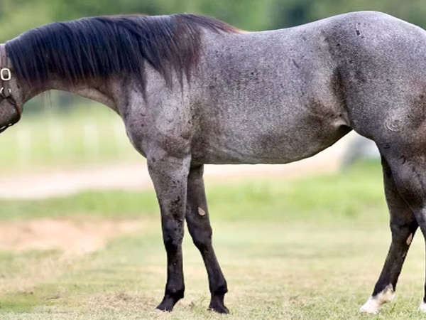فرس, Quarter Horse