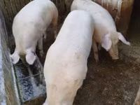 خنزيرة — الصورة 3
