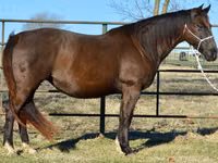 Yegua, Quarter Horse — foto 1
