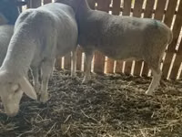 Schaf, Merinoland sheep — Foto 1