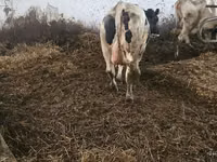 Cow, Russian Black pied cattle — photo 1