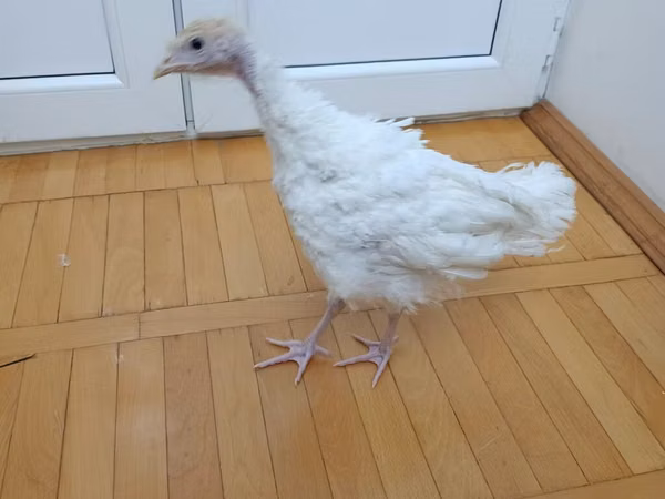 Turkeys