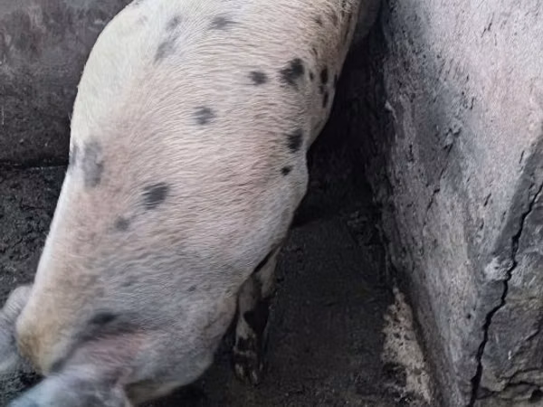 Säue, Schweine — Republik Moldau