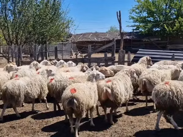 Oaie, Oi