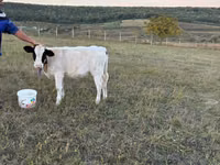 Vache, Bovins — photo 4