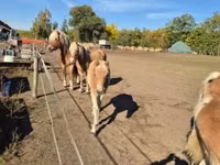母马, Haflinger — 照片 5