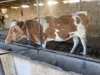 Vacă, Simmental cattle — foto 3