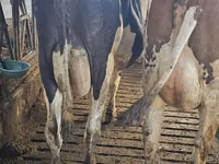 Vacă, Rasa Holstein — foto 3