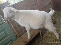 Ziege, Saanen goat — Foto 4