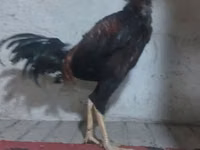 Chickens — foto 3