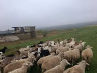 Sheep, Sheep — photo 2