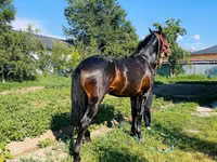 Aygʻir, Swedish warmblood horse — 7-rasm