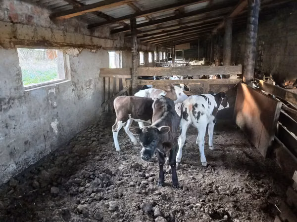 Vacă, Bovine