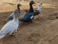 Ducks — 照片 2