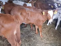 Taureau, Simmental cattle — photo 1