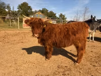 بقرة, Highland — الصورة 6