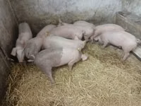 Säue — Foto 3