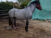 Cavalo, Cavalos — foto 2