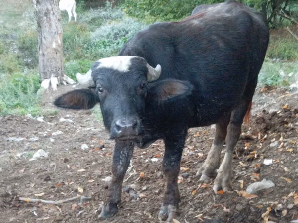 Bou, Bivol african