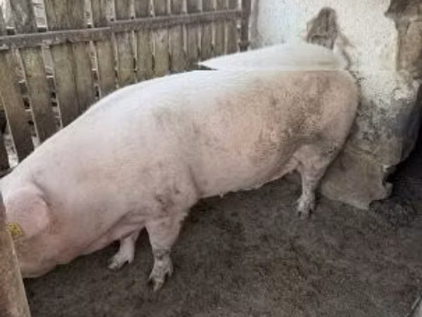 Урук чочко, 