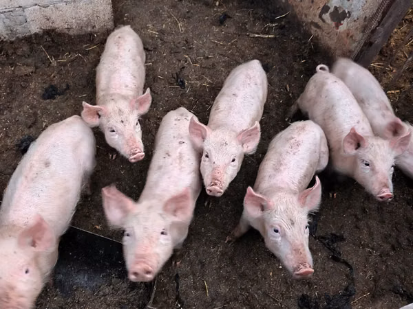 Scroafă, Porci — Republica Moldova