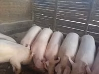 Scroafă — foto 6