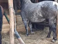 घोड़ी, Hungarian horse breed — फ़ोटो 2