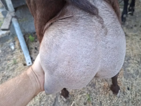 Țap, Murcia-Granada goats