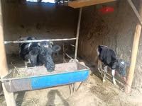 母牛, Cattle — 照片 2