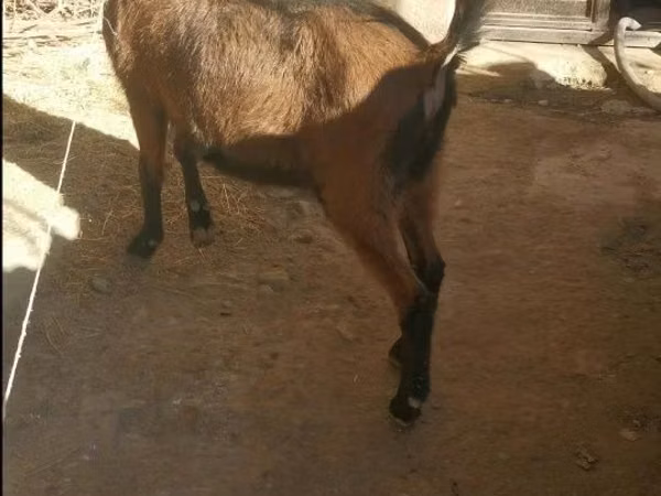 Capră, Alpine goat