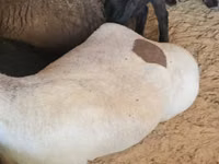 Sheep (batch, sex not specified), Sheep — photo 3
