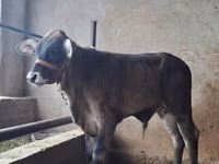 सांड, ब्राह्मण — फ़ोटो 4