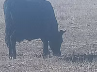 Vacă, Bovine — foto 1