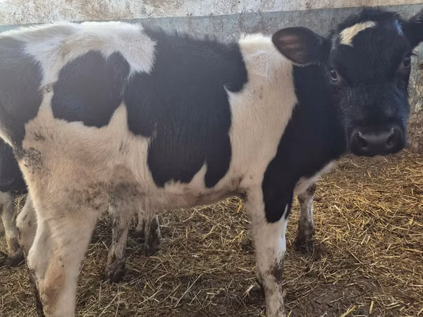 Bou, Russian Black pied cattle