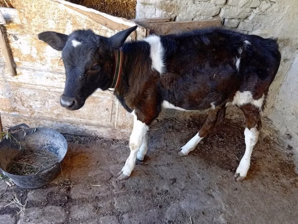 Cow, Cattle