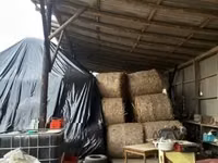 Csuta bálát cserélnék borjúra, üszőre — photo 3