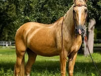 حصان, Quarter Horse — الصورة 4